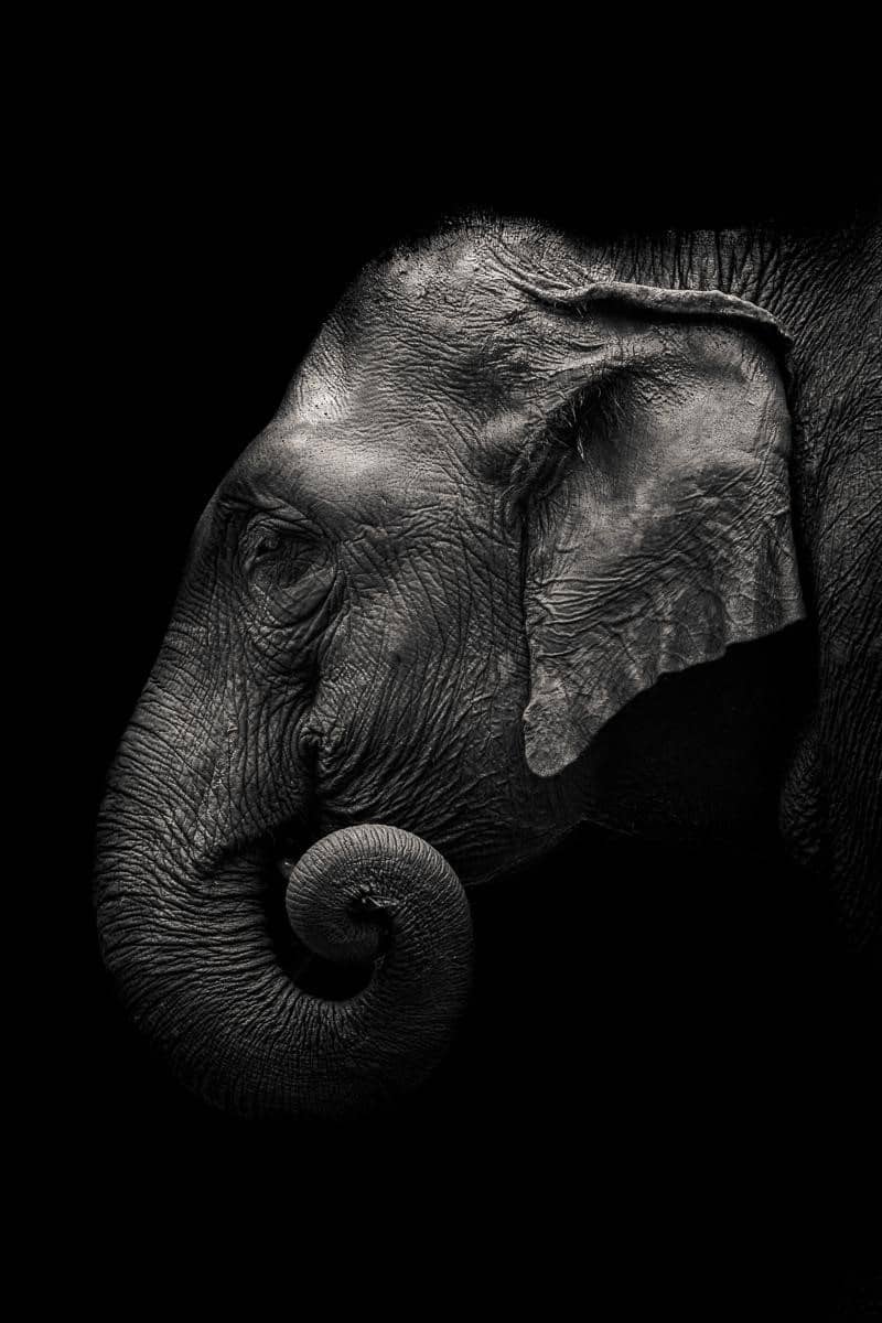 Fine Art Photography, Elephant